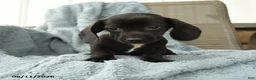 Dachshund dogs for sale: Ollie - Ad 3