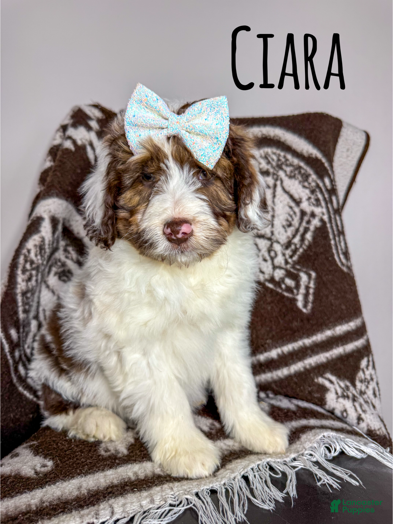 Aussiedoodle dogs Ciara - Standard F1 - Ad 22