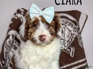 Aussiedoodle dogs Ciara - Standard F1 - Ad 14