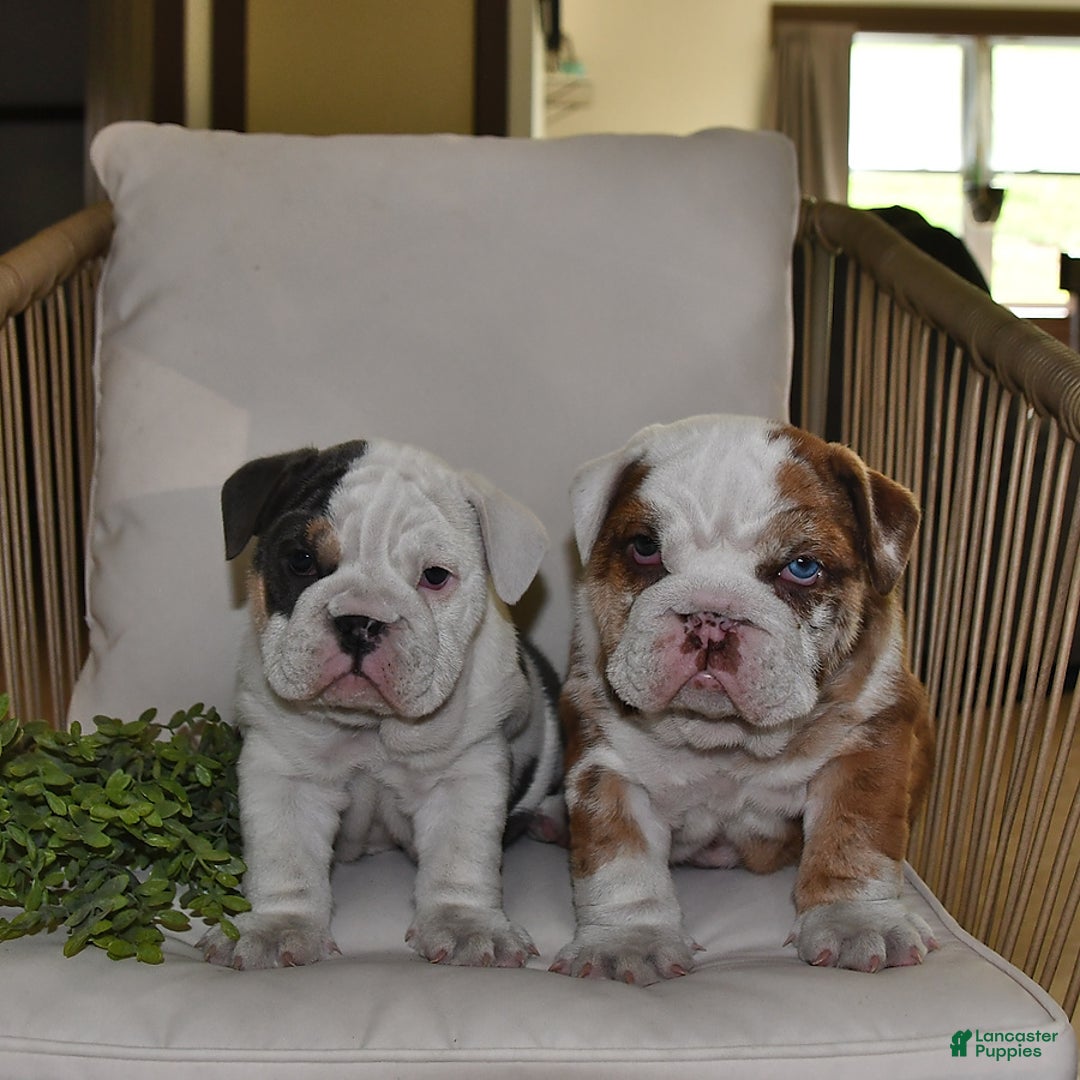 Buckeye Bulldogs