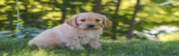 Mixed Breed dogs for sale: Jano - Ad 4