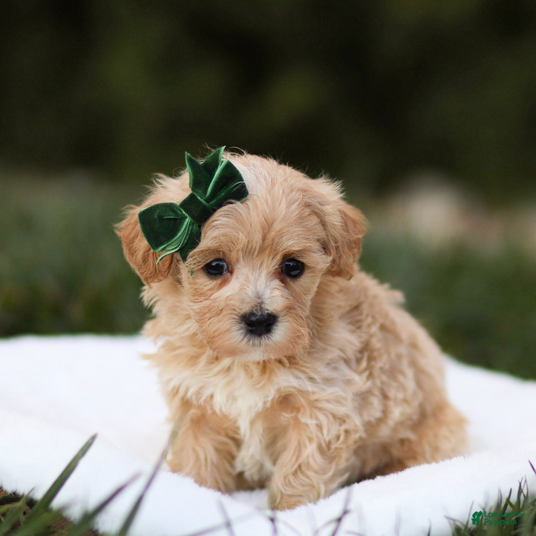 Maltipoo dogs for sale: Tucker - Ad 3