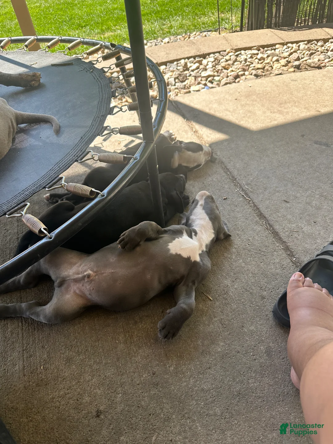 American Pit Bull Terrier dogs for sale: American Pit Bull Terrier Puppy 2 - Ad 9