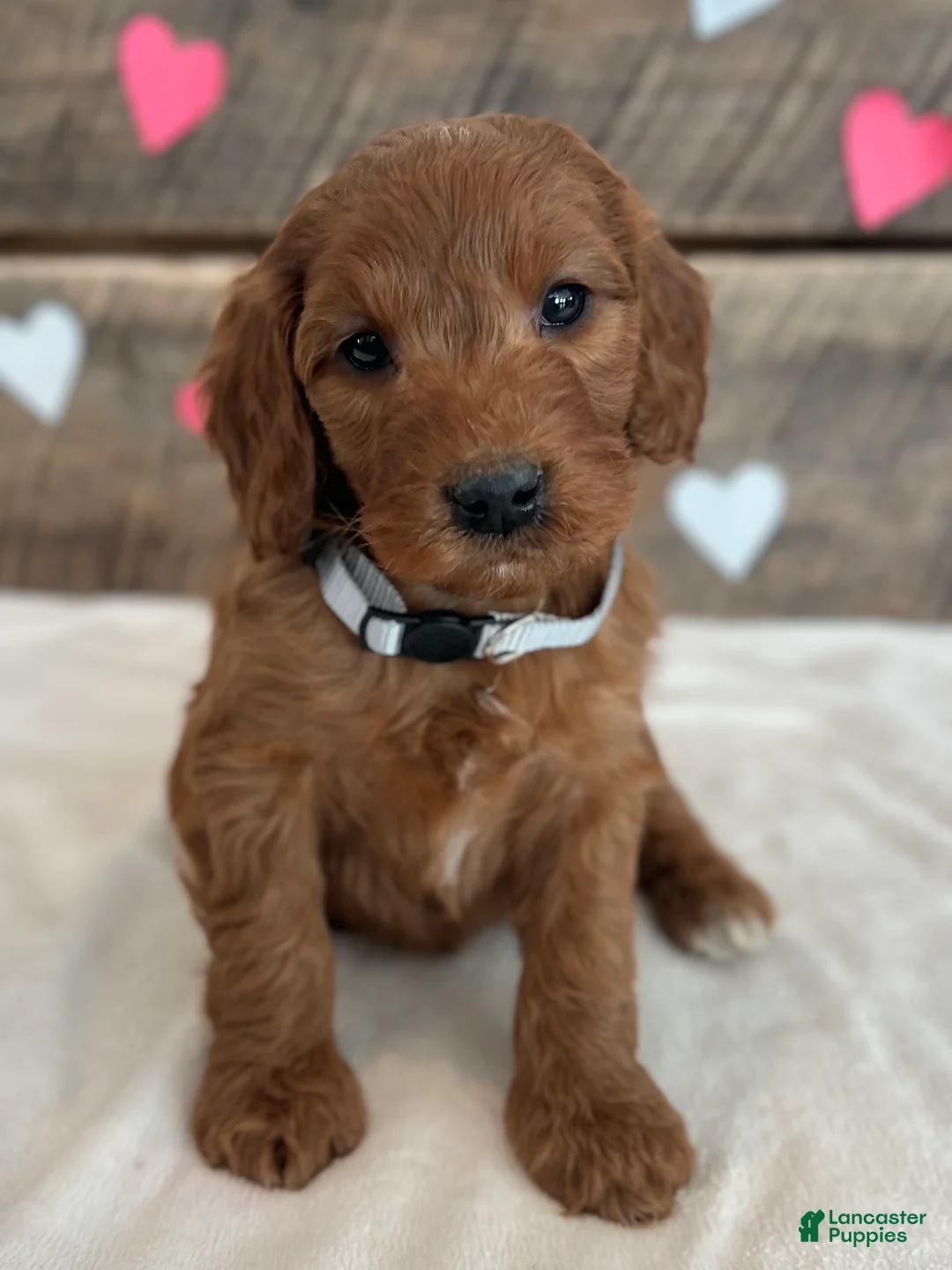 Irish Doodle dogs for sale: Poppy - Ad 1