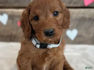 Irish Doodle dogs Poppy - Ad 40