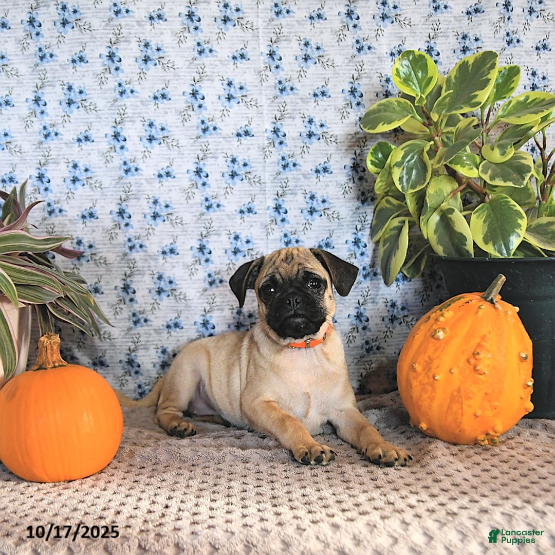 Pug dogs for sale: Goldie - Ad 11