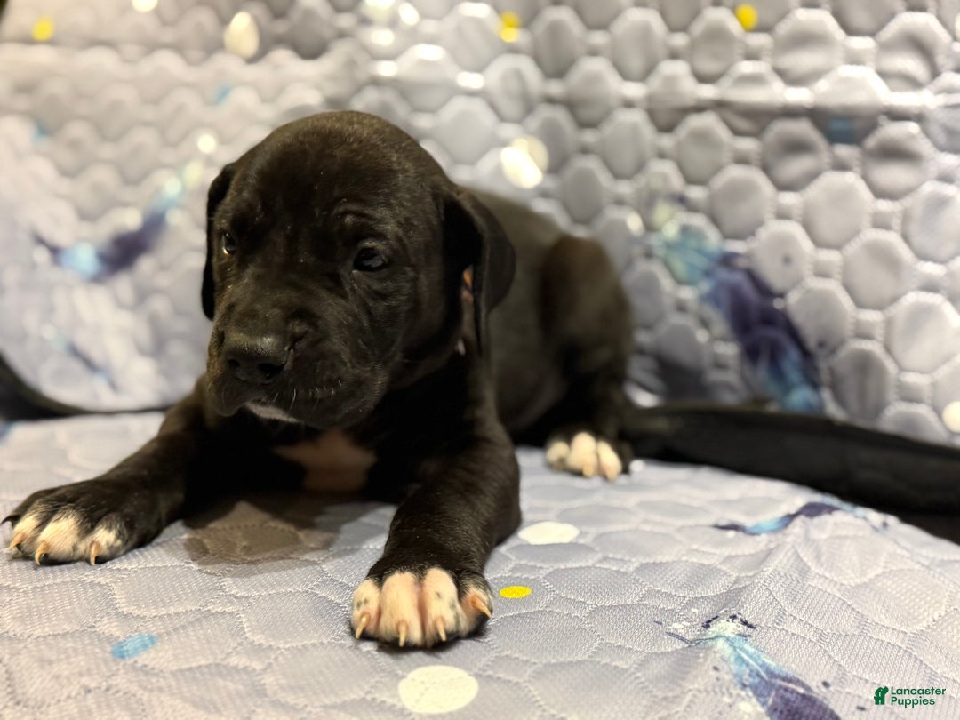 Great Dane dogs for sale: Bert - Ad 2