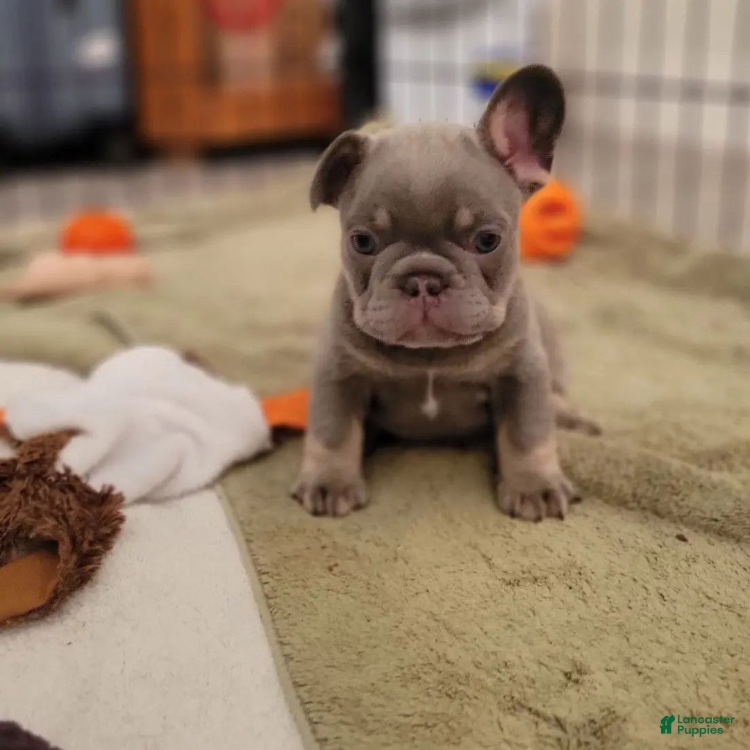 French Bulldog dogs for sale: Soni - Ad 4