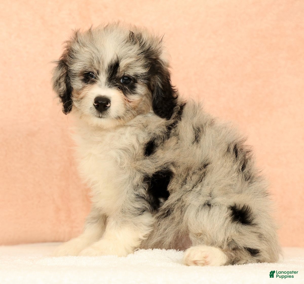 Mini Aussiedoodle dogs Macey - Ad 1