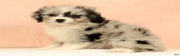 Mini Aussiedoodle dogs for sale: Macey - Ad 1