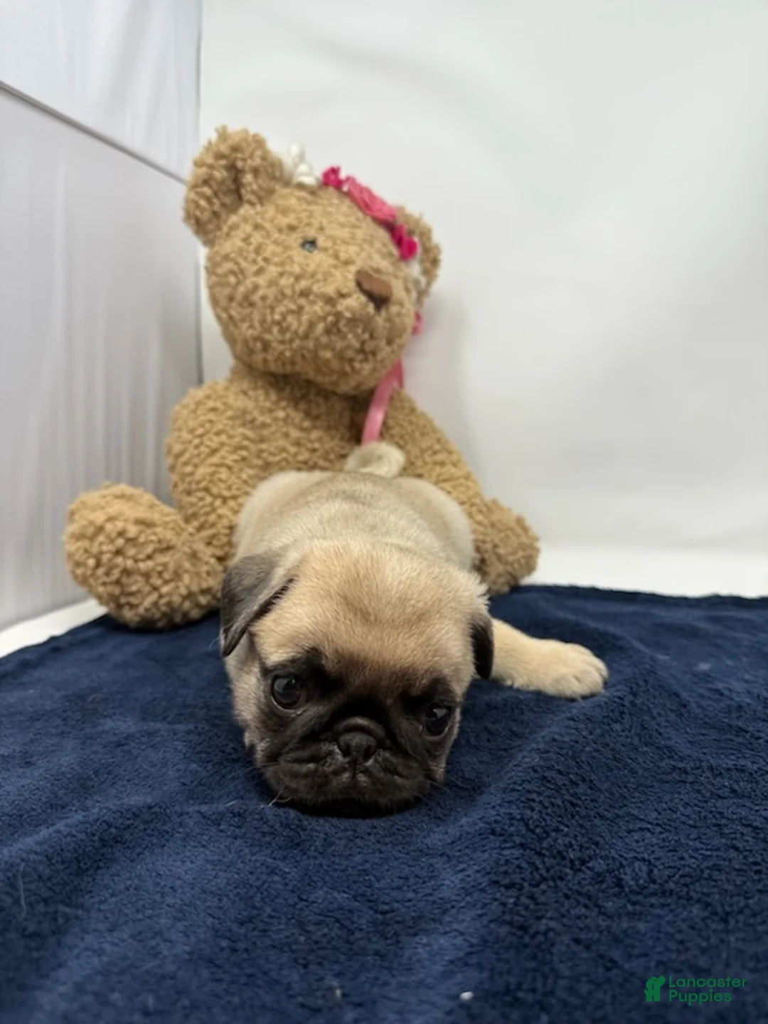 Pug dogs for sale: Skye - Ad 2