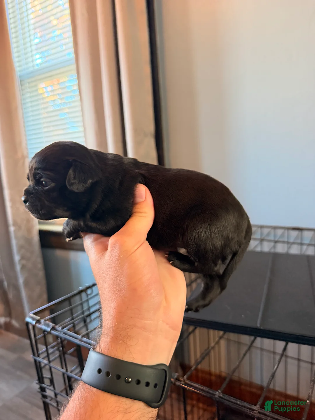 Mixed Breed dogs for sale: Chug 7 - Ad 2