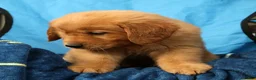 Golden Retriever dogs for sale: Quinn - Ad 8