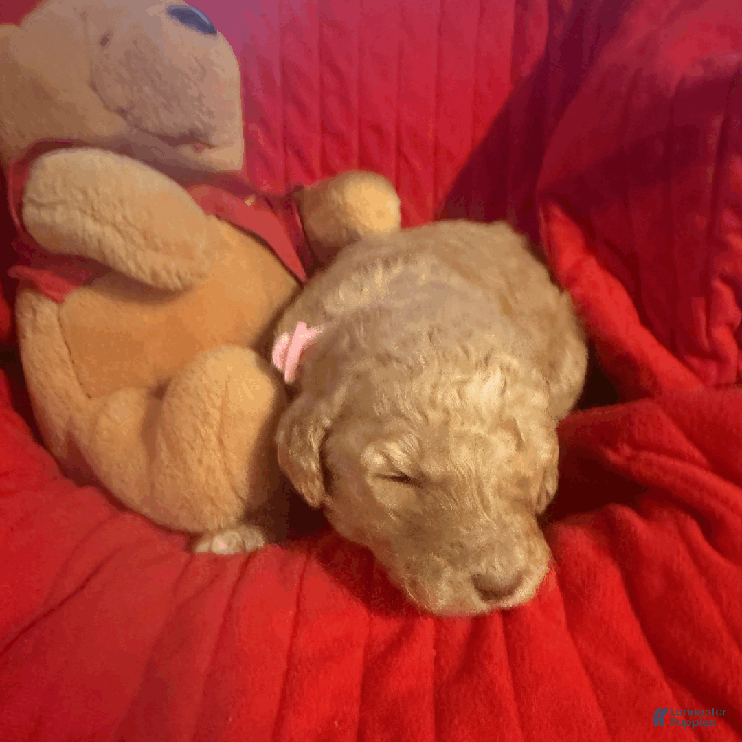Goldendoodle dogs for sale: Pink - Ad 1