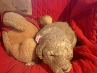 Goldendoodle dogs Pink - Ad 33