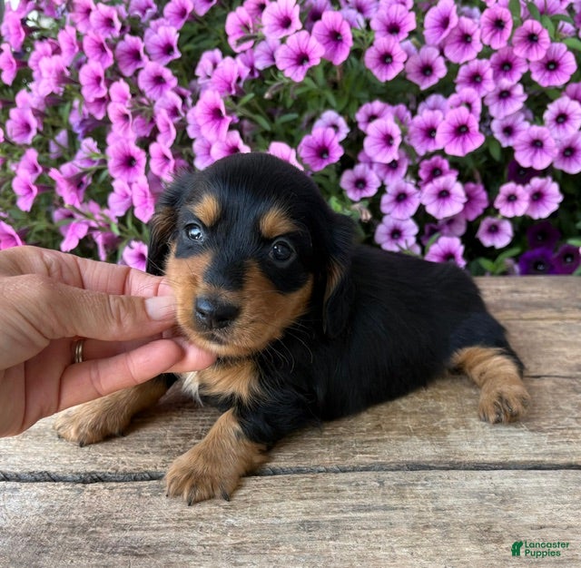 Dachshund dogs Quinn - Ad 2