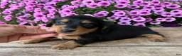 Dachshund dogs for sale: Quinn - Ad 2