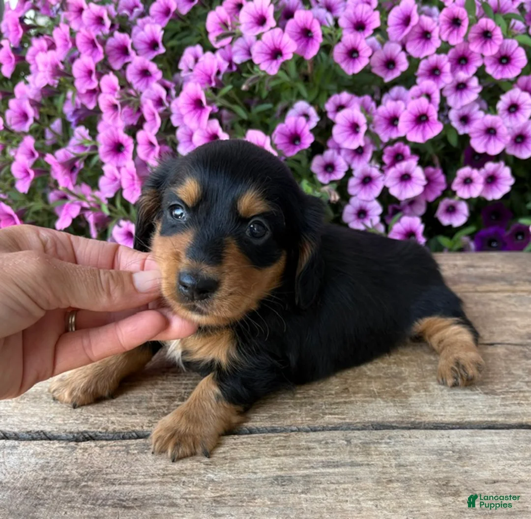 Dachshund dogs for sale: Quinn - Ad 2