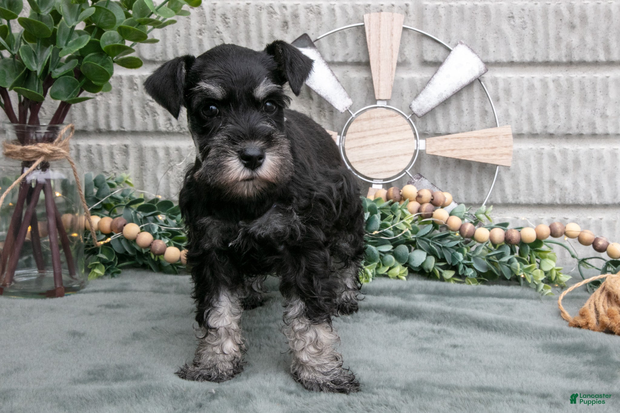 Miniature Schnauzer dogs Bev - Ad 1