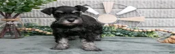 Miniature Schnauzer dogs for sale: Bev - Ad 1