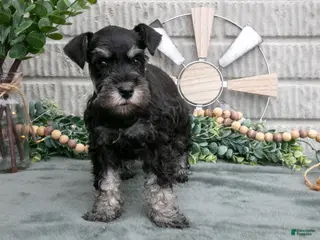 Miniature Schnauzer dogs for sale: Bev - Ad 1