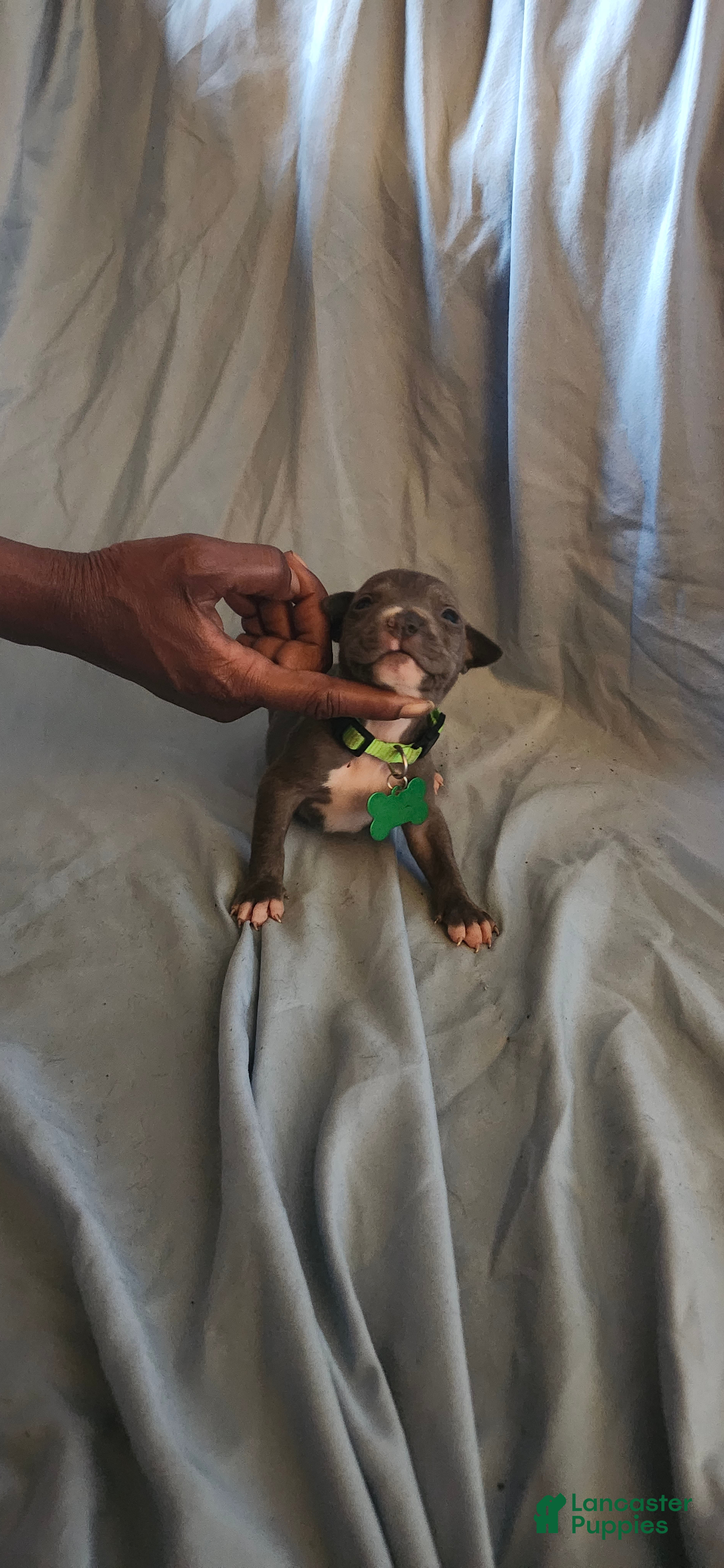 American Pit Bull Terrier dogs American Pit Bull Terrier 3 - Ad 19