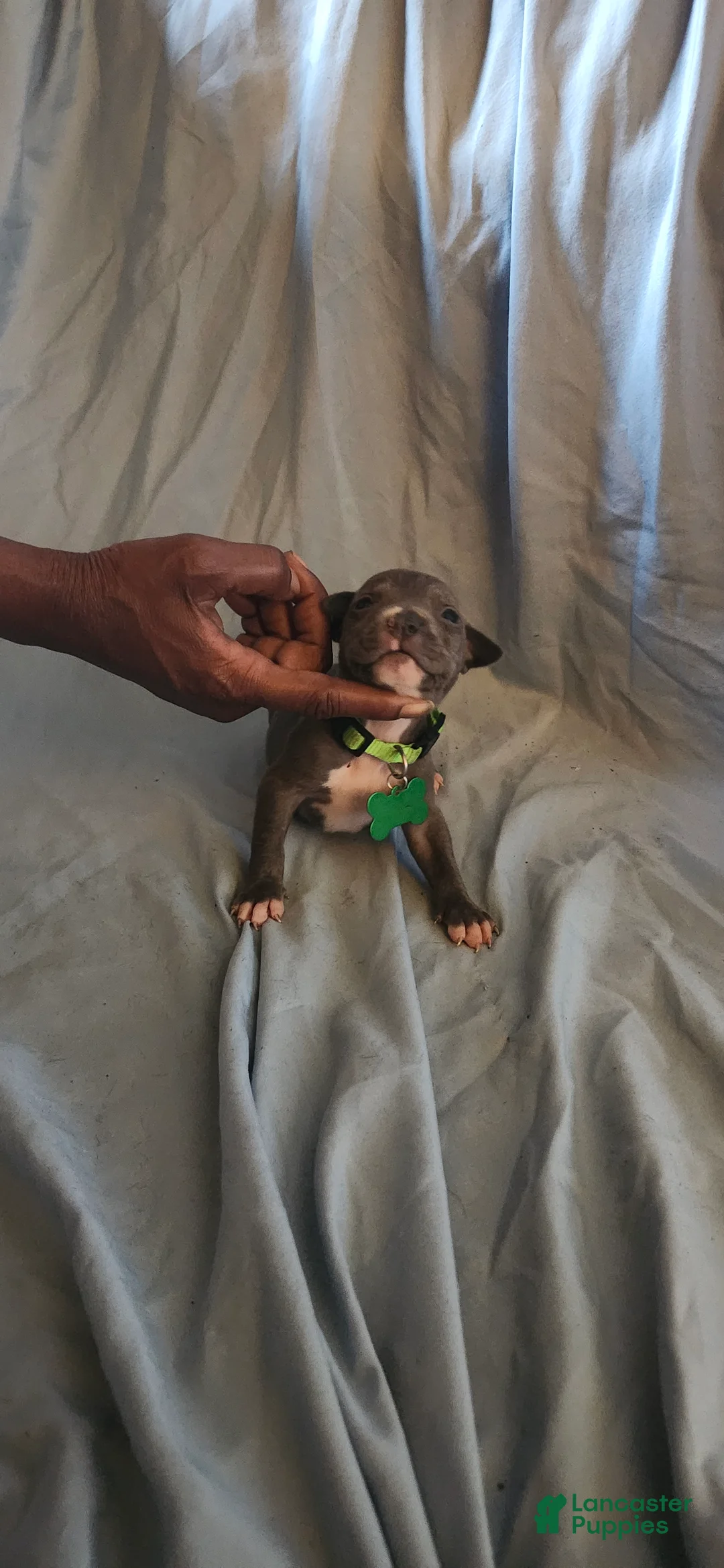 American Pit Bull Terrier dogs for sale: American Pit Bull Terrier 3 - Ad 1