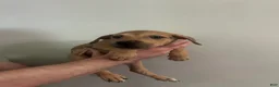 Mixed Breed dogs for sale: Puppy 9  - Ad 1
