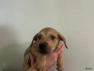 Mixed Breed dogs Puppy 9 - Ad 41