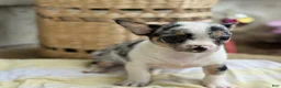 Chihuahua dogs for sale: Rocket - Ad 8