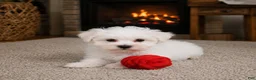 Maltese dogs for sale: Cody - Ad 6