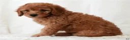 Mini Goldendoodle dogs for sale: Remington - Ad 5