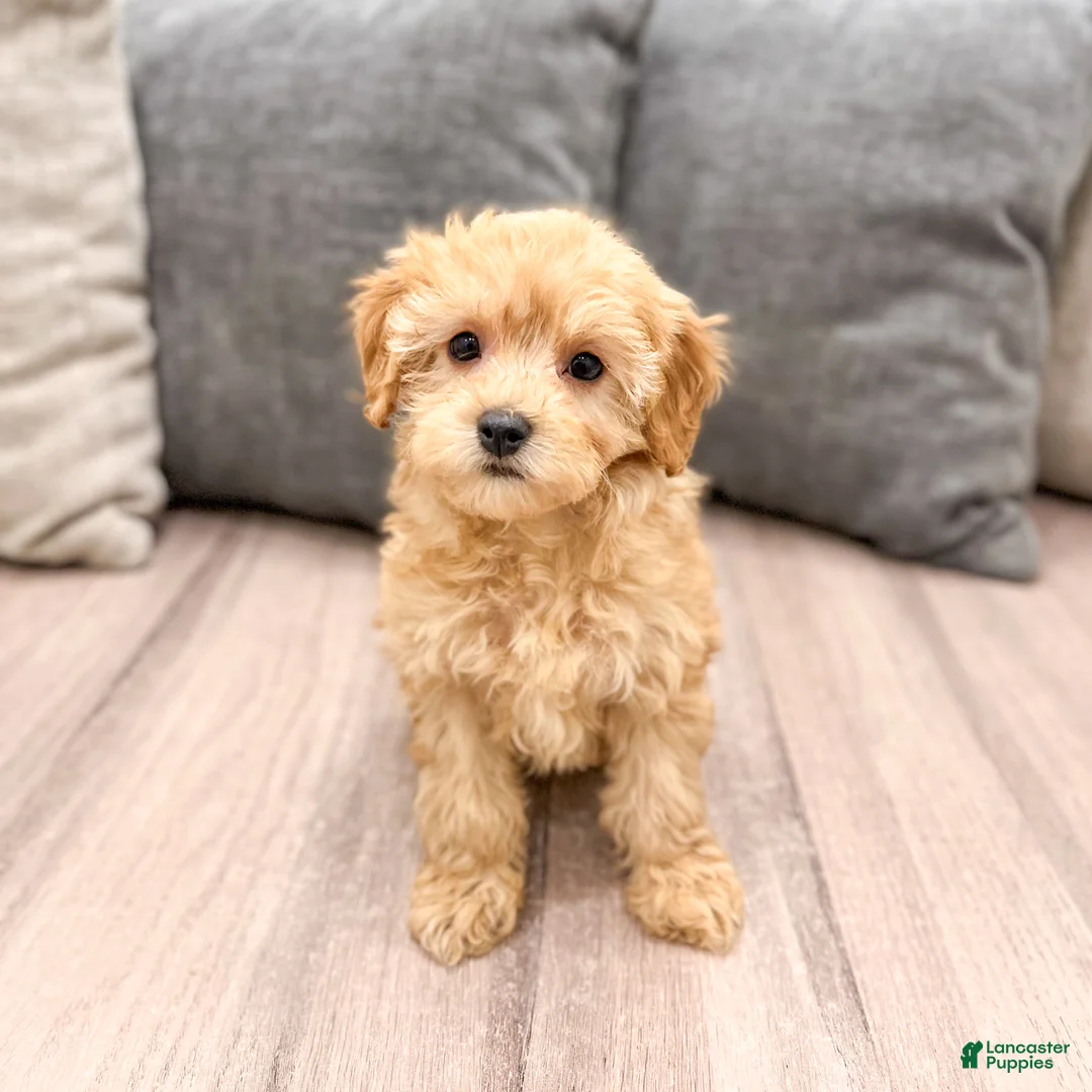 Cavapoo dogs for sale: Alice - Ad 1