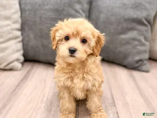 Cavapoo dogs for sale: Alice - Ad 3