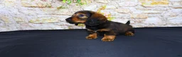 Miniature Dachshund dogs for sale: Lizz - Ad 7