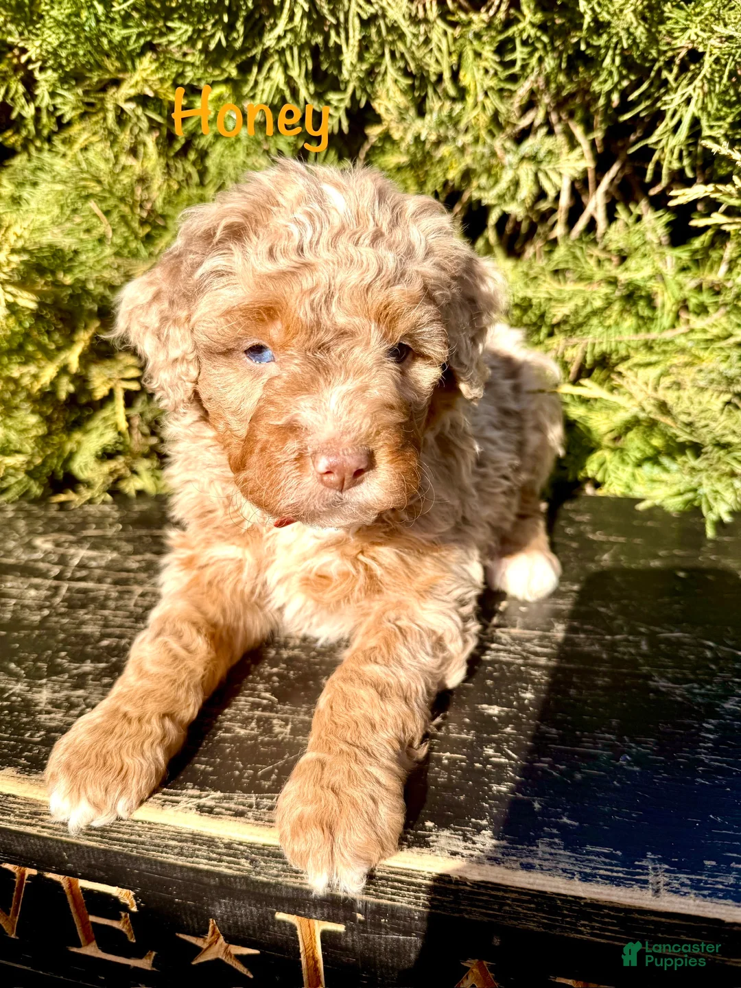 Bernedoodle dogs for sale: Honey - Ad 2