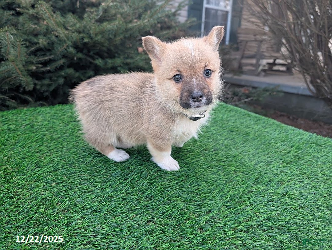 Welsh Corgi Pembroke dogs for sale: Kipper - Ad 1