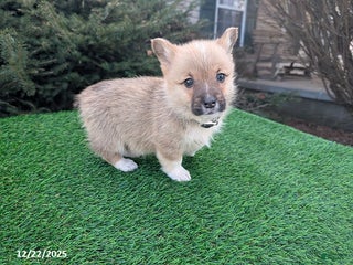 Welsh Corgi Pembroke dogs Kipper - Ad 42