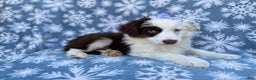 Miniature Australian Shepherd dogs for sale: Peanut - Ad 6