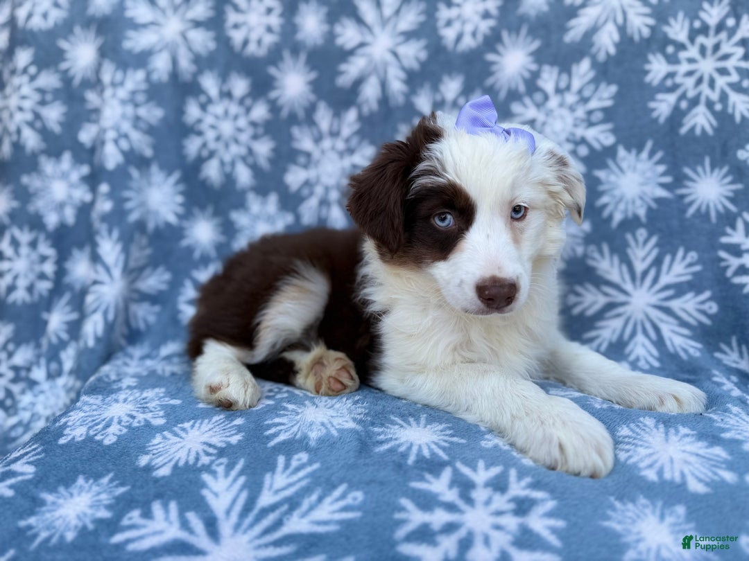Miniature Australian Shepherd dogs for sale: Peanut - Ad 6