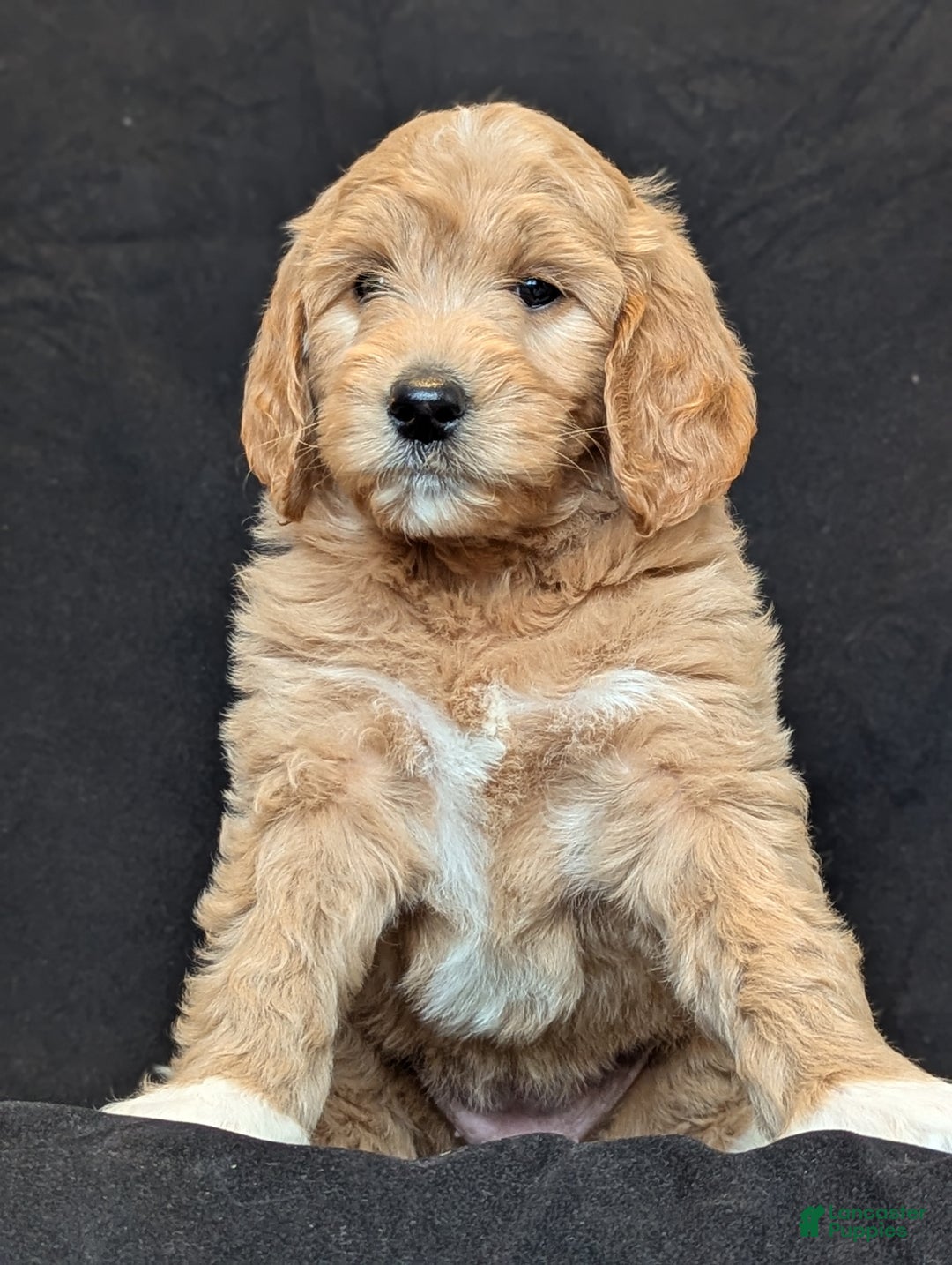 Goldendoodle dogs for sale: Lainey  - Ad 7
