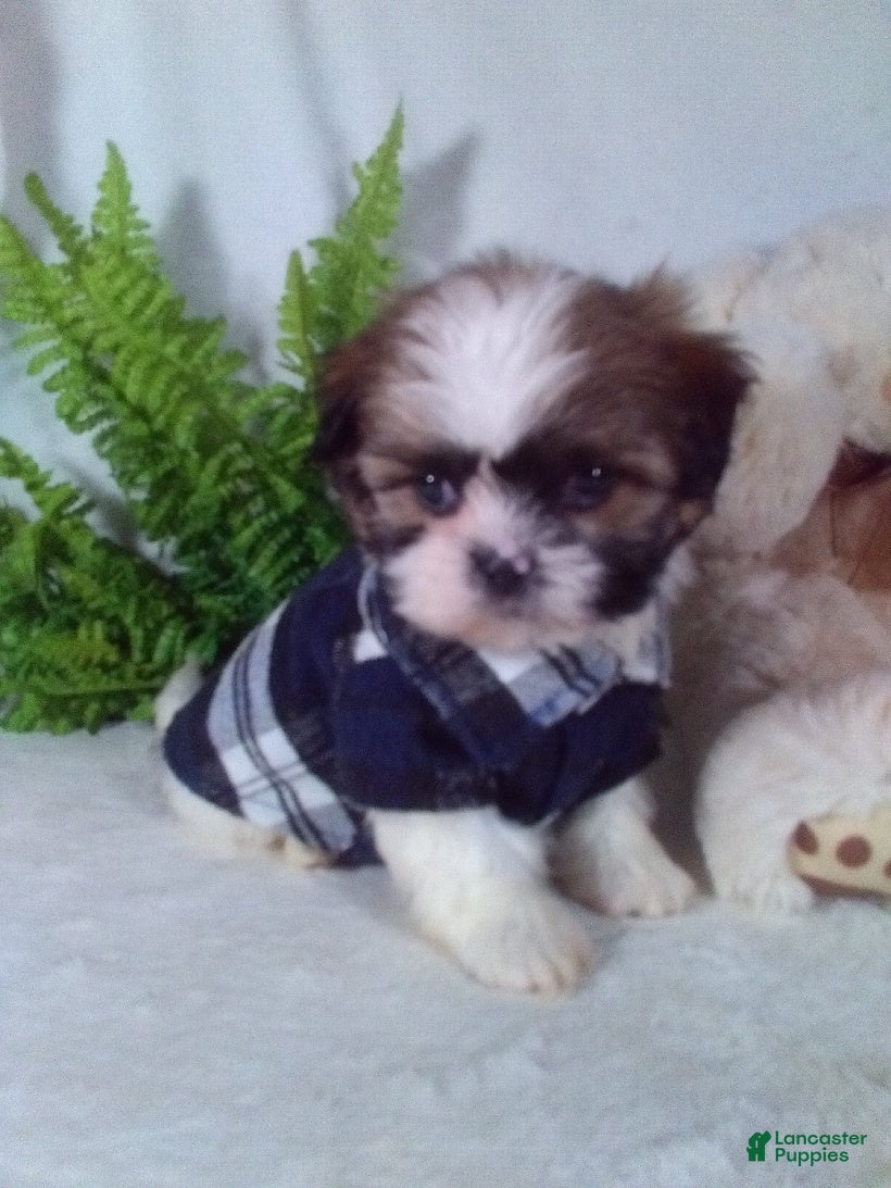 Shih Tzu dogs Apollo - Ad 1