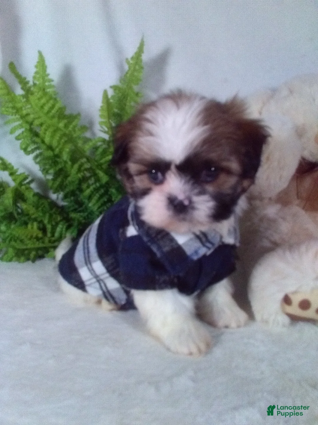 Shih Tzu dogs for sale: Apollo - Ad 1