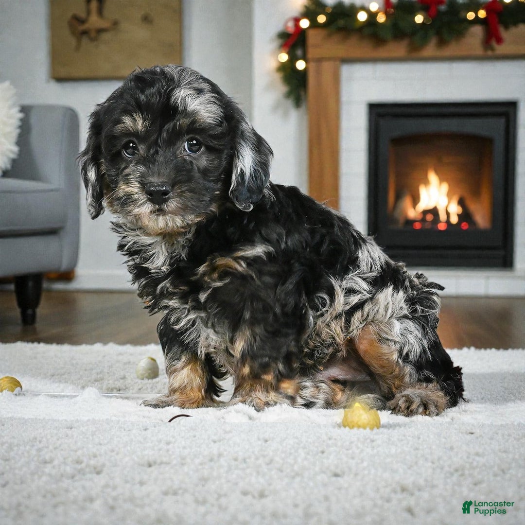 Cockapoo dogs for sale: max - Ad 2