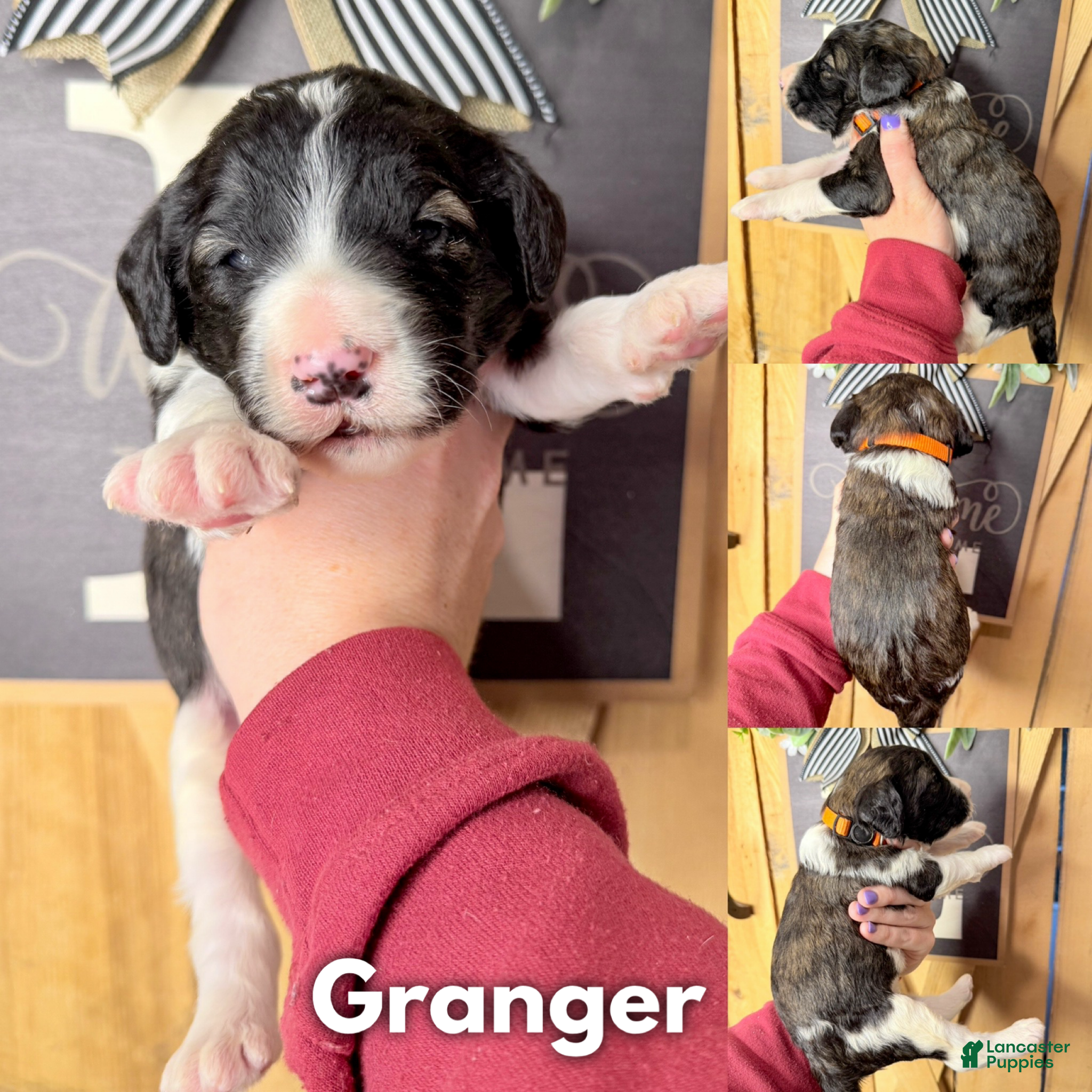 Saint Berdoodles dogs Granger  - Ad 1
