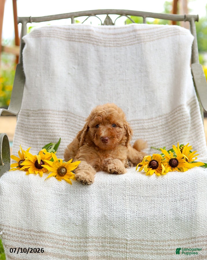 Mini Goldendoodle dogs Joy - Ad 2