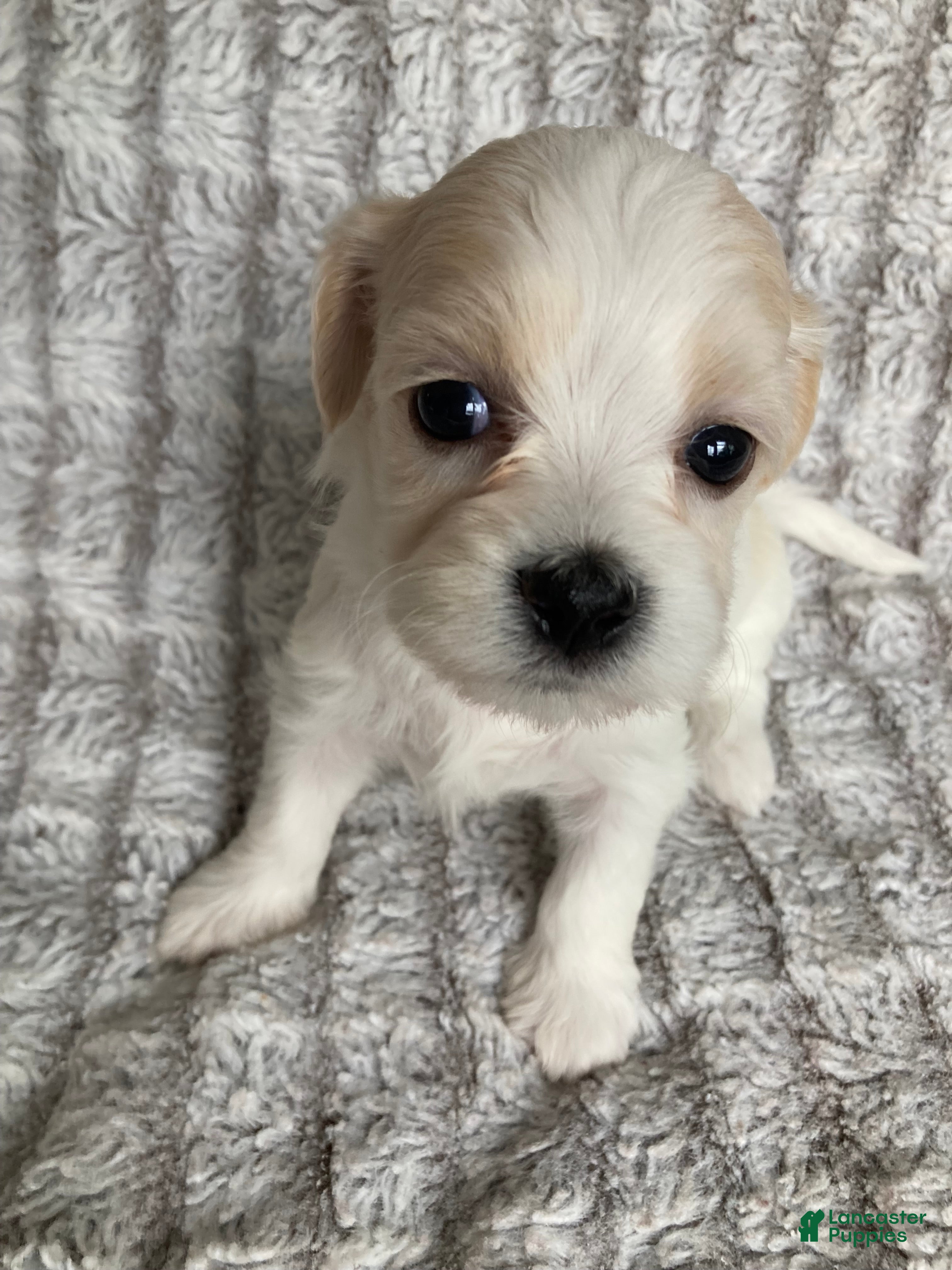 Mixed Breed dogs Willow - Ad 1