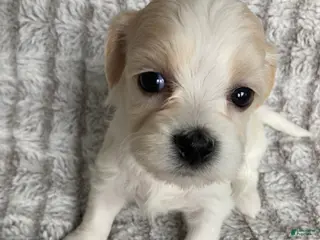 Mixed Breed dogs for sale: Willow - Ad 1