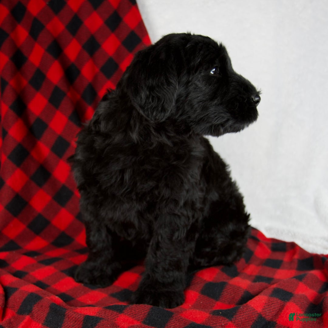 Giant Schnauzer dogs for sale: Alayna - Ad 4