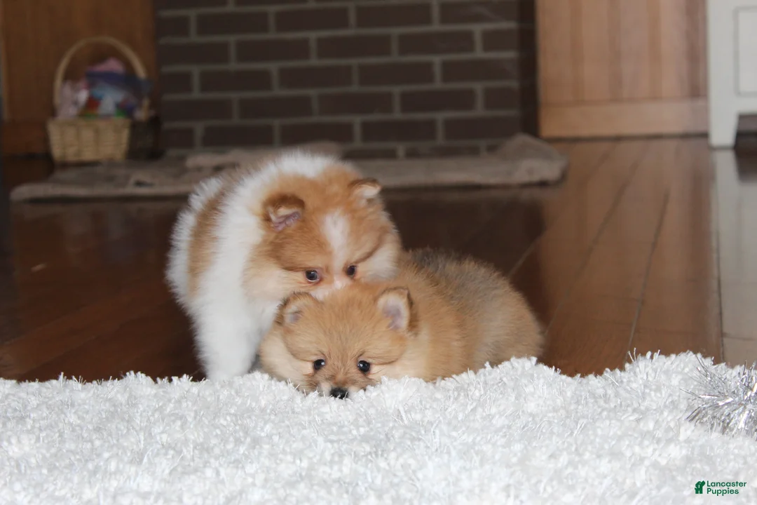 Pomeranian dogs for sale: Kenny - Ad 9